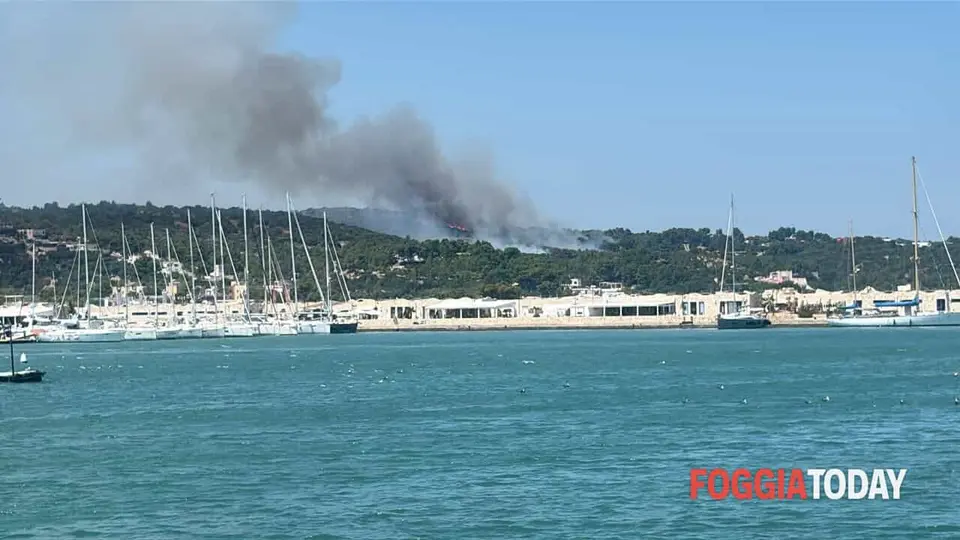 Fires in Vieste, volunteer arrested: Pegaso Civil Protection appeals for the avoidance of hasty judgements