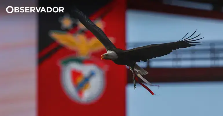Falcoeiro do Benfica detido por suspeita de tráfico de cocaína no aeroporto de Lisboa