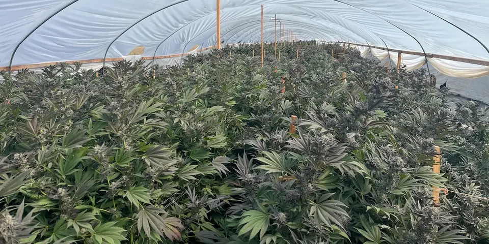 57 trafficking victims rescued from illegal marijuana farms in Oregon