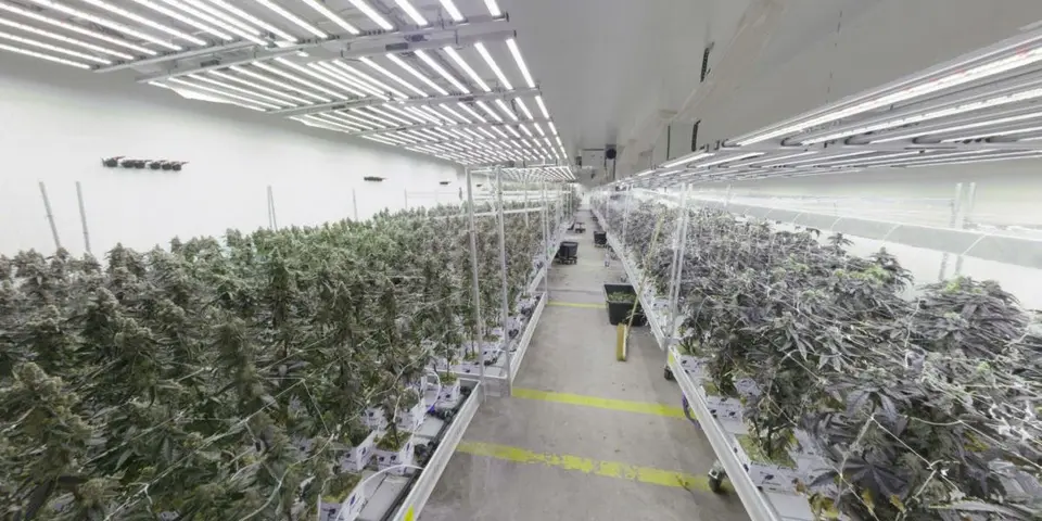 Vienna police seize one tonne of cannabis in large-scale plantation in Liesing
