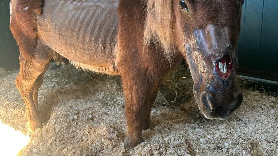 Poney Obélix martyrisé : la propriétaire condamnée à un an de sursis et interdite de détenir des animaux à vie
