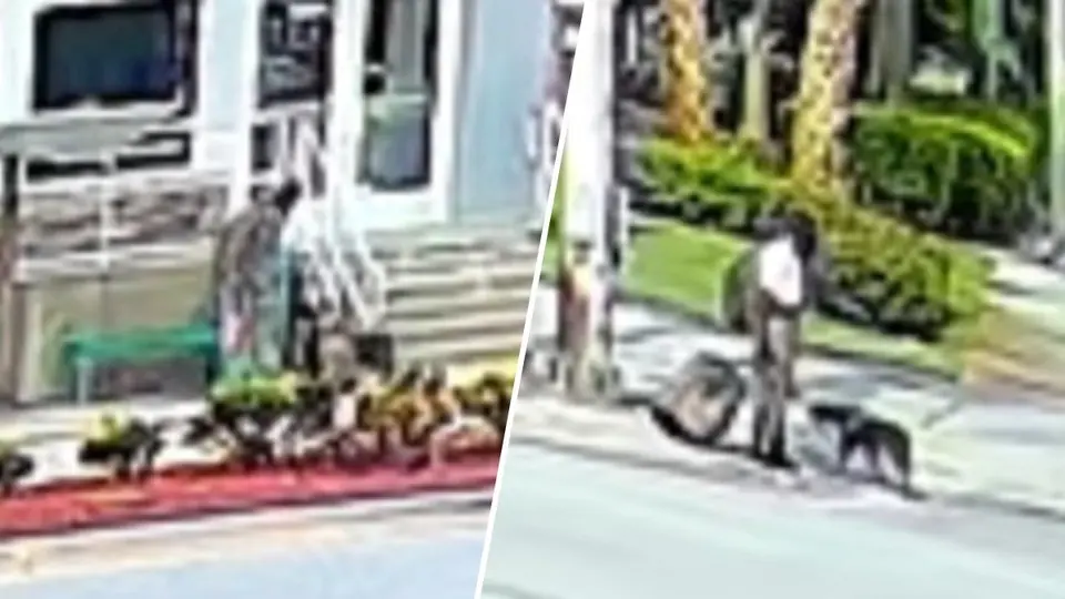 Man arrested for violently abusing service dog twice in Boynton Beach