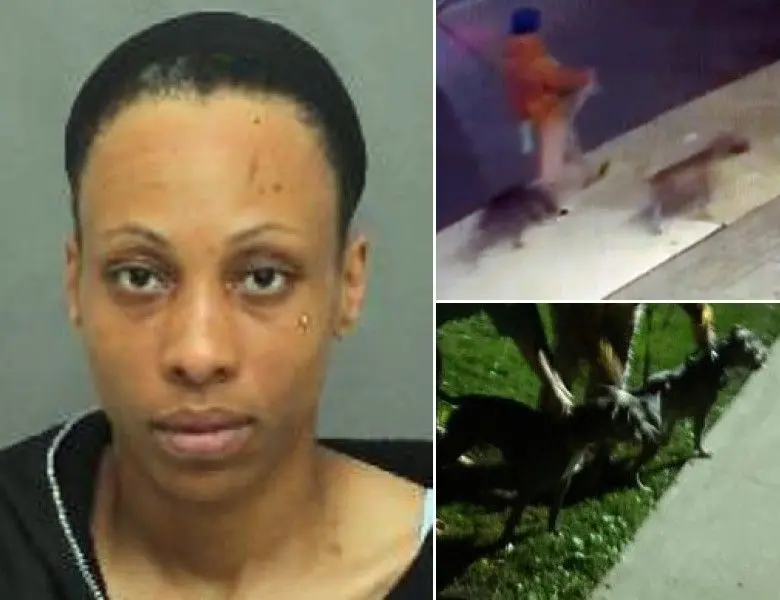 Two dogs seized after Toronto park attack; Hamilton stabbing and Niagara drug bust