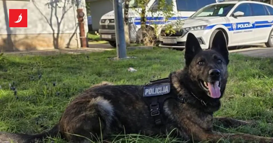 Police dog discovers 522 grams of cocaine in car driven by BiH national on A1 near Zadar