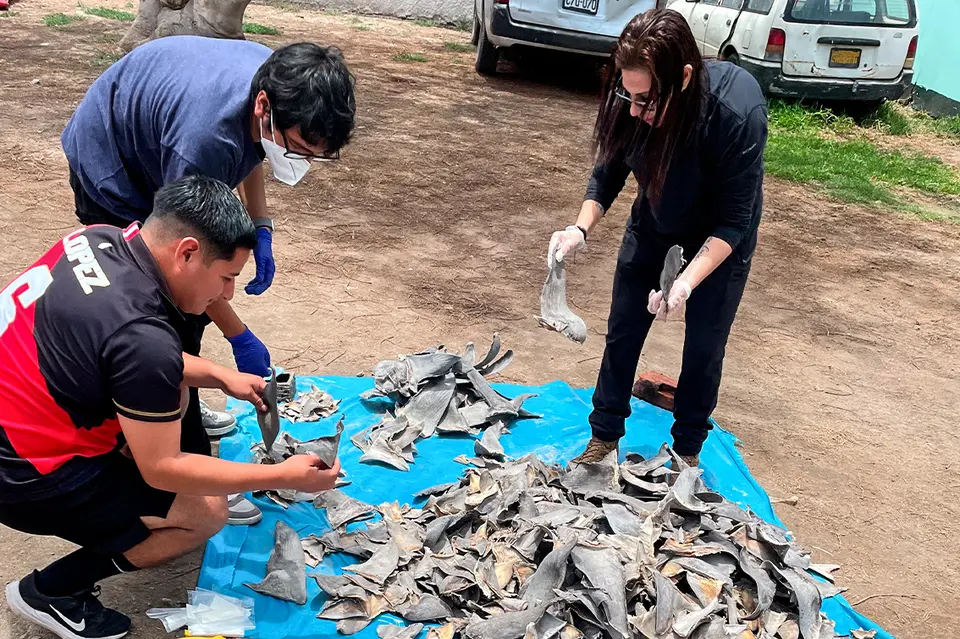 Ministerio del Ambiente de Perú autorizó cuotas retroactivas de aletas de tiburón que beneficiaron a empresa investigada por crimen organizado