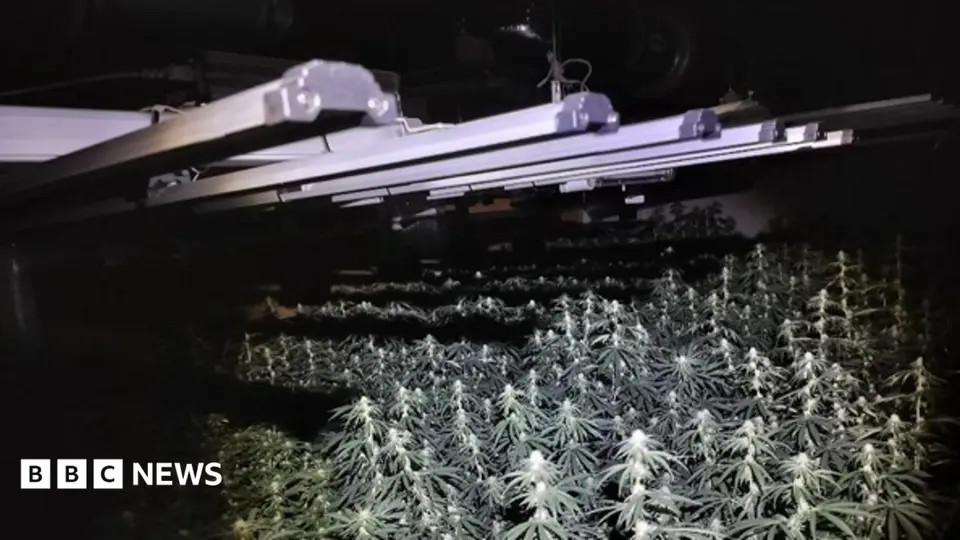 Cannabis farm with 300+ plants found above Sheffield bar, two men arrested