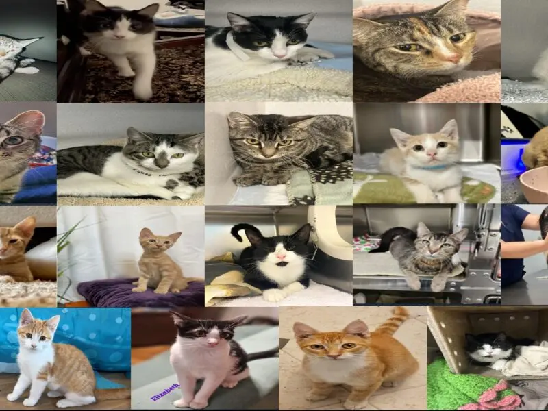 Virginia Man Gets 15-Year Record Sentence for Torturing Cats and Defrauding Donors Online
