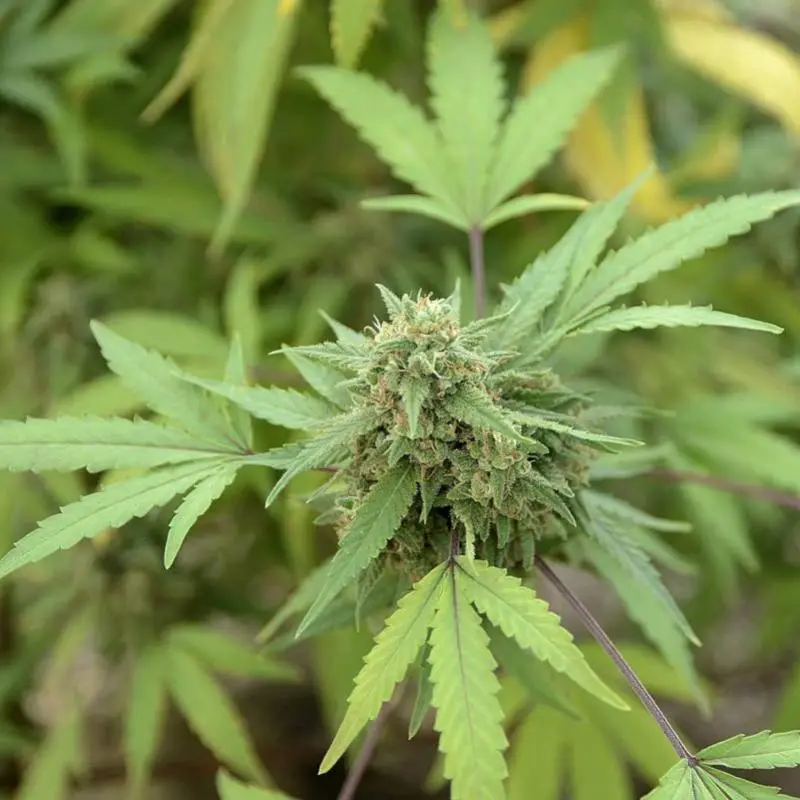 1,400 Pounds of Ganja Seized in Westmoreland Drug Operation