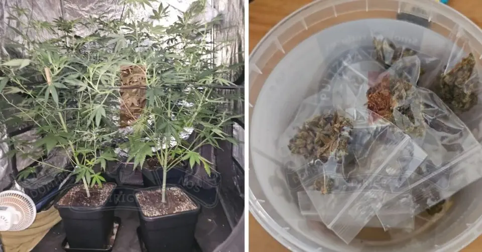Tliet Irġiel Maqfulin Wara li l-Pulizija Sabet 11 Pjanta Kannabis f'Appartament f'Għawdex