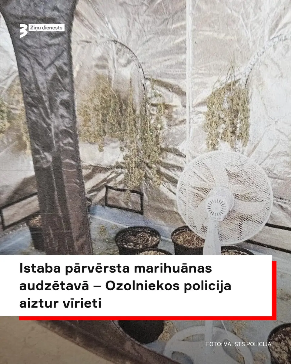 Ozolniekos istabā izveidota marihuānas plantācija; vīrietis aizturēts
