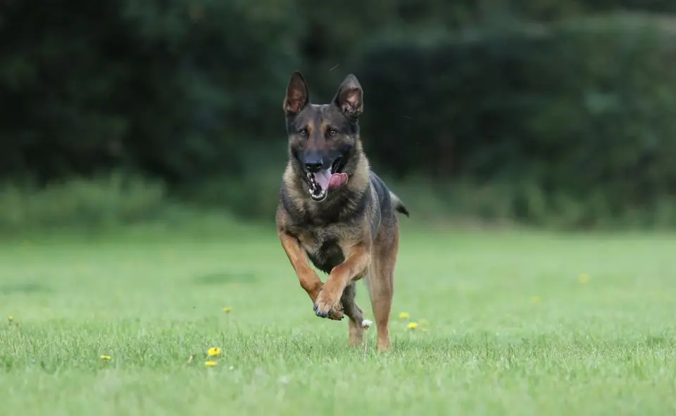 Police dog catches motorbike thief in Wilford within minutes of 999 call