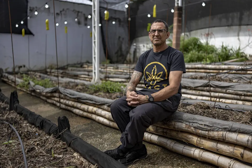 Associações de cannabis medicinal são alvo de prisões e destruição de plantas em SP