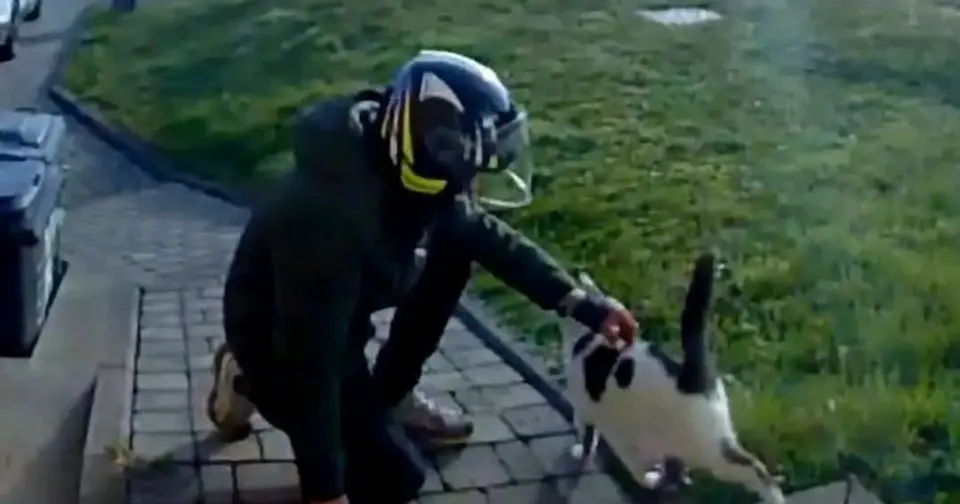 Mandat d'arrêt levé pour le tueur de chats de Saint-Nicolas, parquet en appel