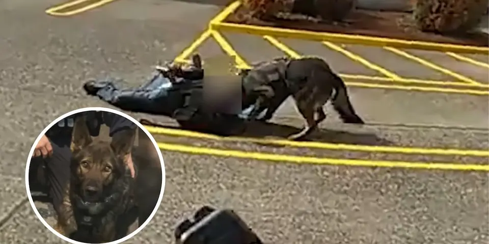 Portland police shoot and kill murder suspect and K9 Kylo during arrest