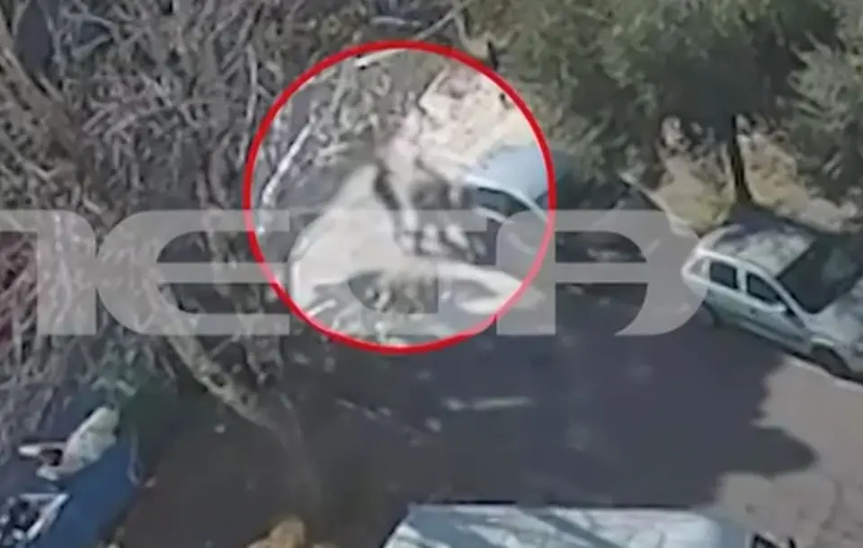 Knife attack in Eleusis: two "Propatria" members to appear before magistrate on Tuesday