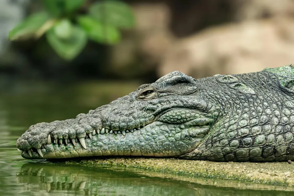 Louisiana DUI Suspect Attacked by Alligator During Police Chase