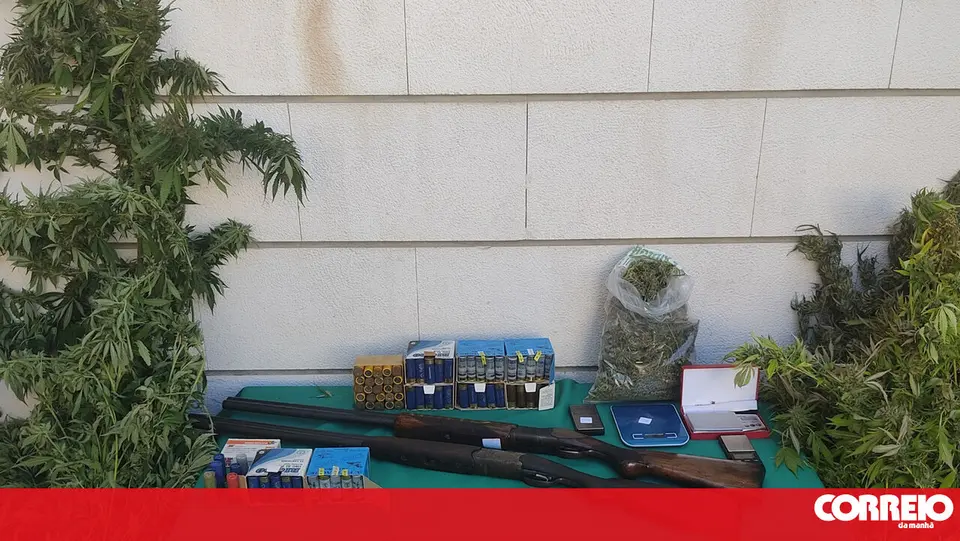 GNR desmantela tráfico familiar em Alcobaça: droga, caçadeiras e 284 cartuchos apreendidos