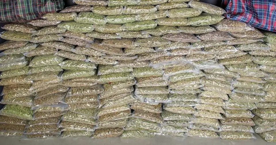 200 kg Cannabis im Lkw sichergestellt – zwei Festnahmen in Traiskirchen