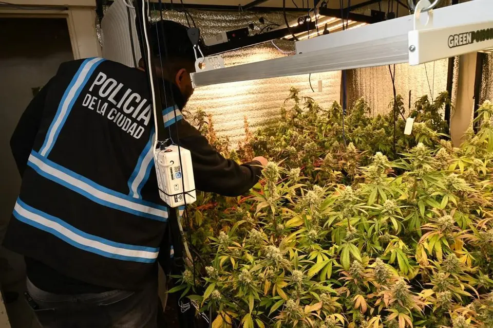 Allanamiento en Parque Chacabuco: secuestran 52 plantas de marihuana y tres armas de fuego