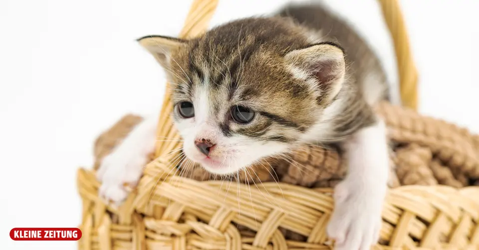 Steirer wegen Nötigung verurteilt: Kranke Katze als Grund für Verkehrsrowdytum