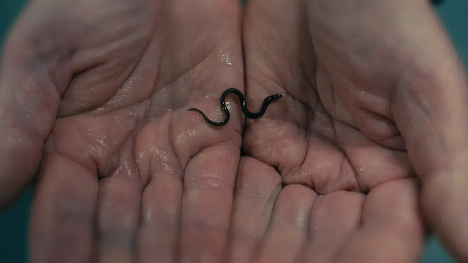 BBC Eye exposes glass eel smuggling network linking Hong Kong triads to Europe
