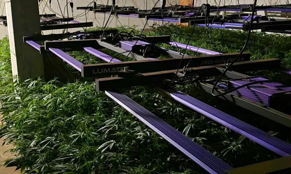 47-year-old from Ig sentenced to two years imprisonment for cultivating 842 cannabis plants