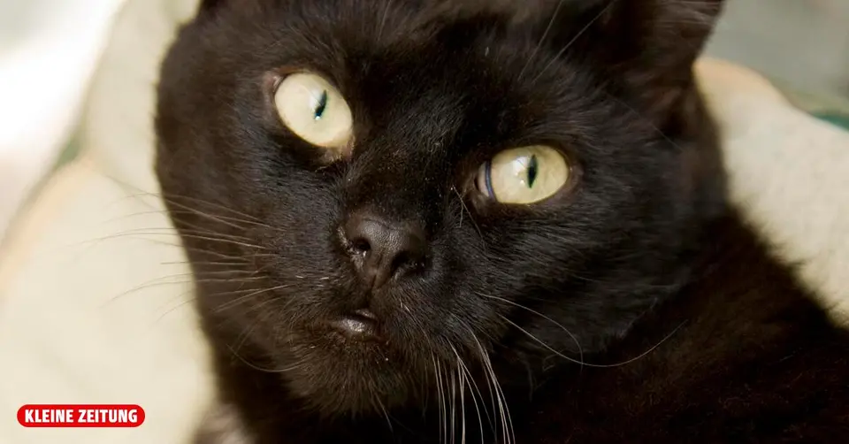Tierquälerei in Admont: Tote Katze an Kreuz geschraubt – Polizei sucht Zeugen