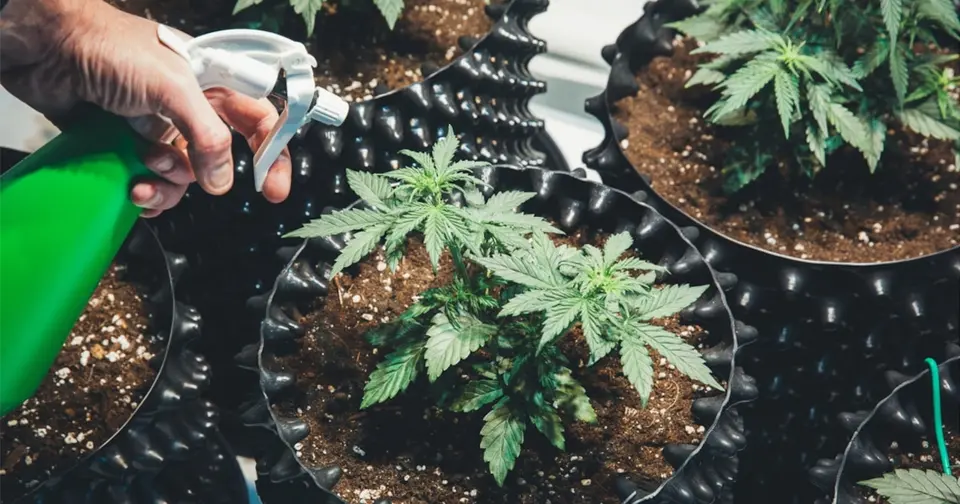 Trois ans de prison requis pour avoir permis une culture de cannabis dans un immeuble loué