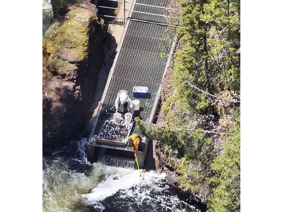 Seven arrested, 3,854 lbs of fish seized near fish ladder in Cape Breton