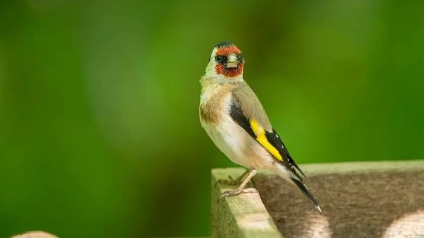 Illegal bird trafficking discovered in Marseille: around one hundred specimens seized