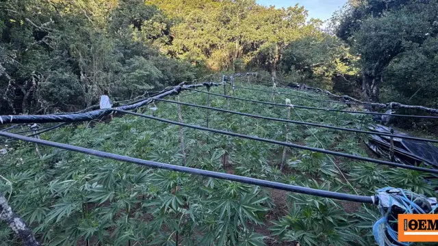 Corinthia: Cannabis plantation with 336 plants found in forest