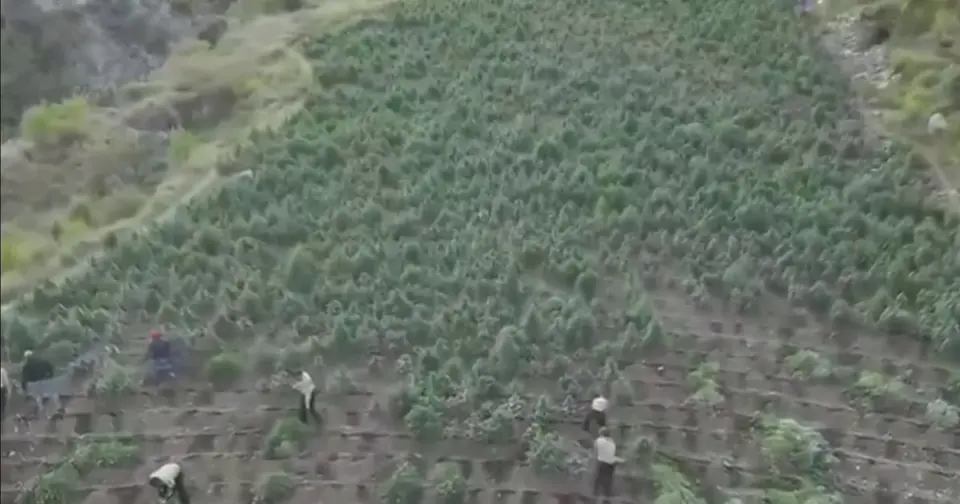 Incautan 15 mil plantas de cannabis en San José de Ocoa en el mayor operativo antidrogas del país