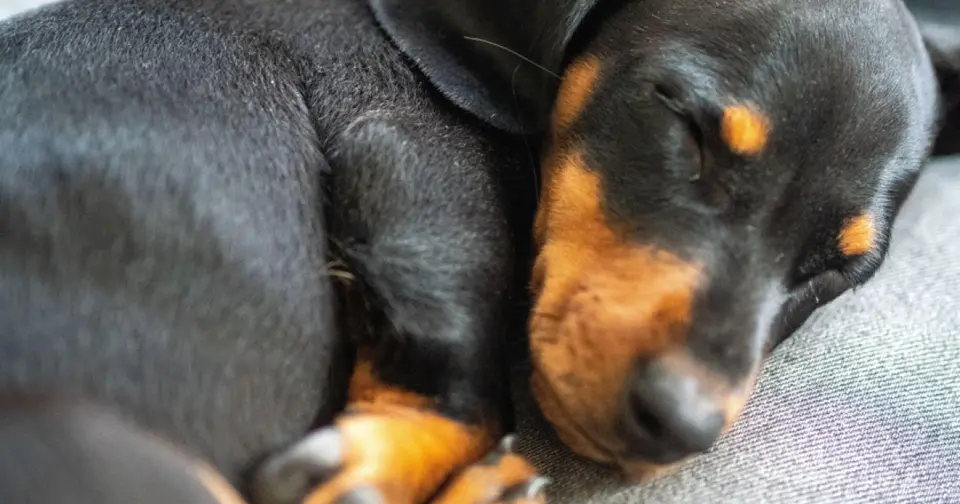 Two Romanians and a veterinarian tried in France for puppy trafficking from Romania
