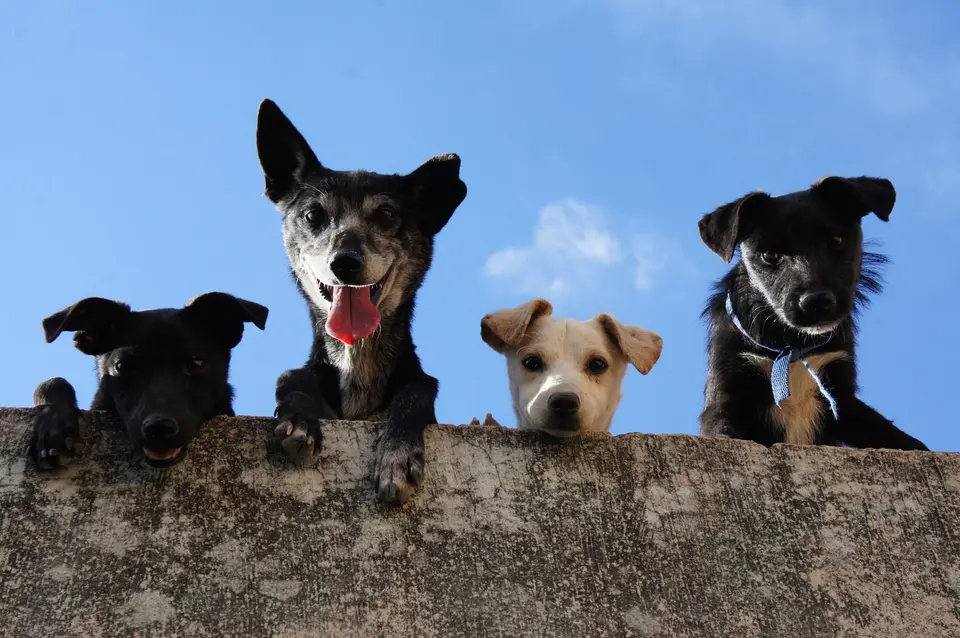 Trois personnes jugées à Evry pour trafic de chiots importés de Roumanie