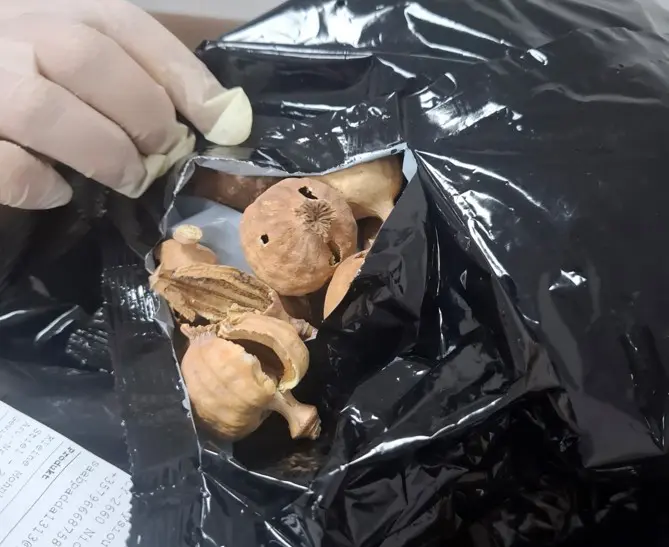 Five men held after anti-drug sweep nets 20kg of dried poppy pods