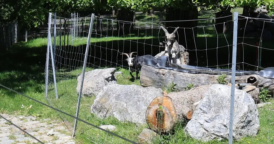 57-year-old attacked in Kurpark Oberlaa after intervening to stop animal cruelty