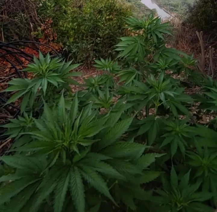 Cannabis plantation in Valmi Pineias: Four arrests by police