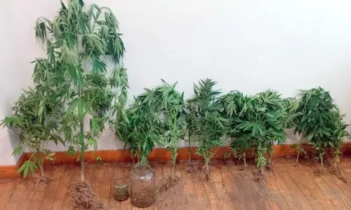 Arrest in Fundão for illegal cannabis cultivation