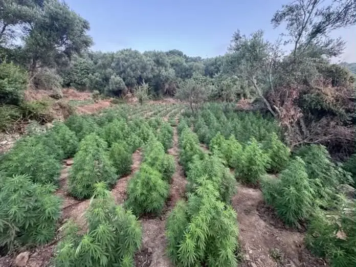 Vast cannabis plantations in Peloponnese: Over 3,000 plants and millions in profits