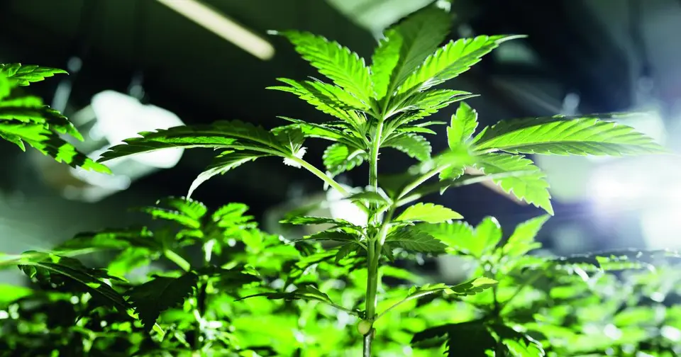 Cannabisplantage in Neusiedl am See: Drei Pensionisten vor Gericht in Eisenstadt