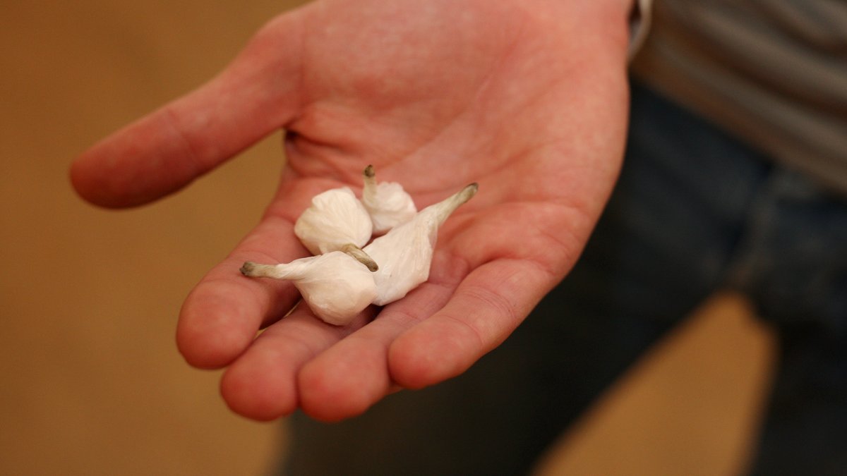 Prix de la cocaïne en chute libre : 37,5 € le gramme dans le Gard, les enfants de plus en plus exposés