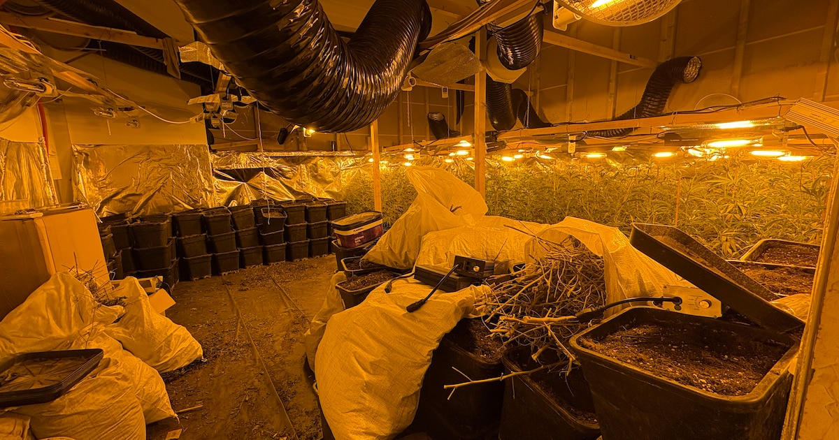 Zes arrestaties en twee cannabisplantages opgerold na vluchtauto met vier kilo wiet