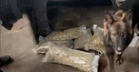 Guardia di Finanza smantella organizzazione criminale internazionale per traffico di droga dall'Albania