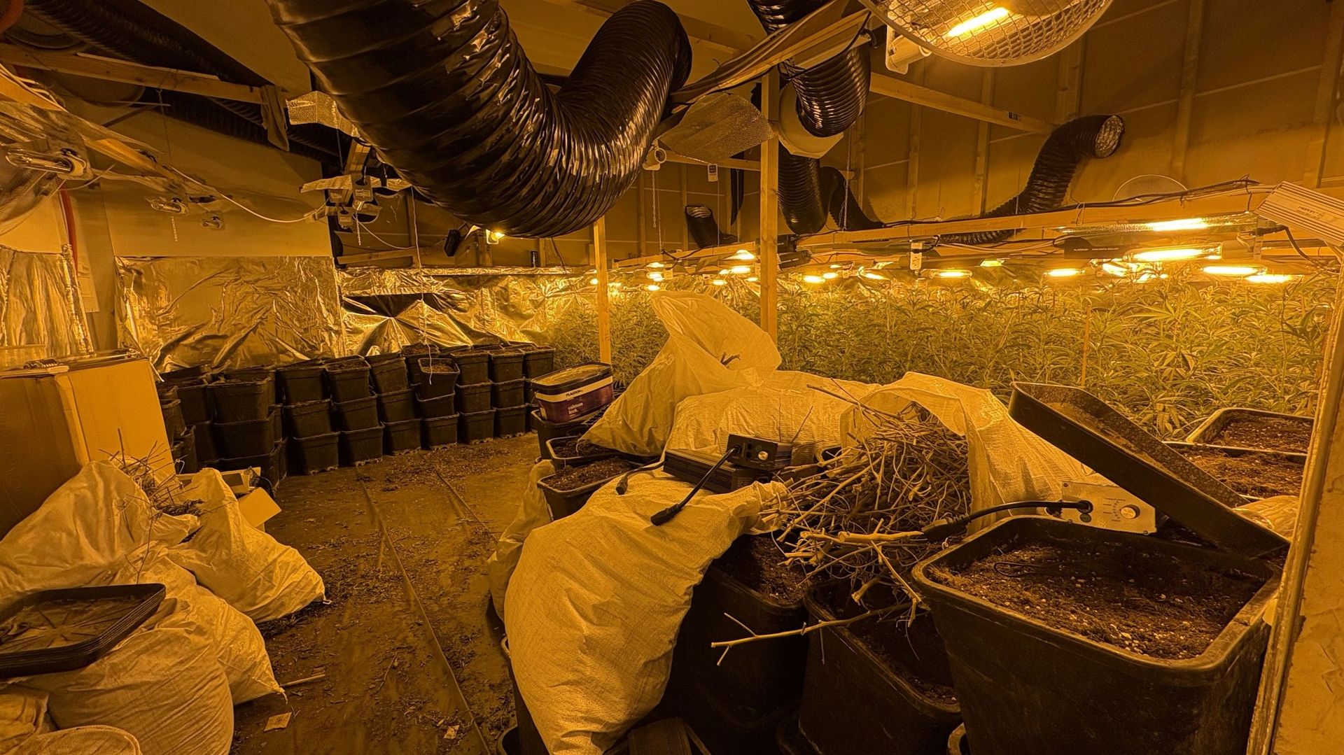 Démantèlement de deux plantations de cannabis à Bruxelles et en Hainaut après une course-poursuite