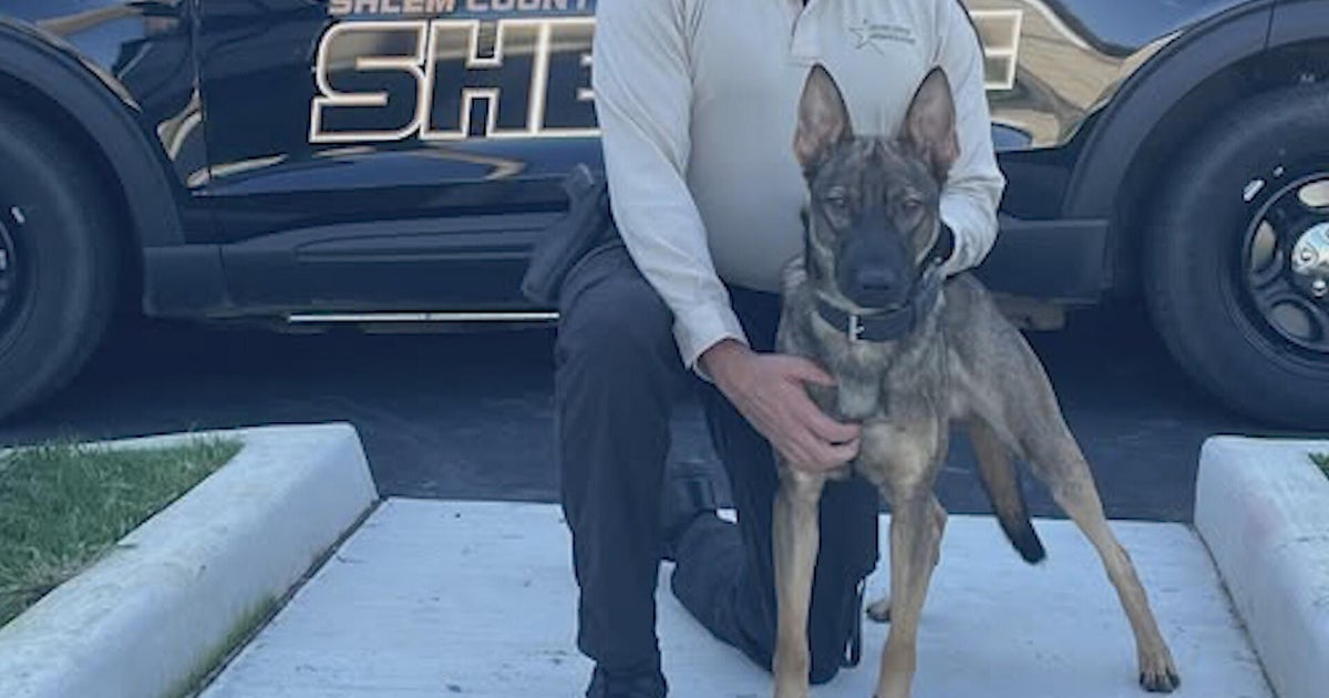 New Jersey sergeant charged with animal cruelty after two K-9s die in hot police car