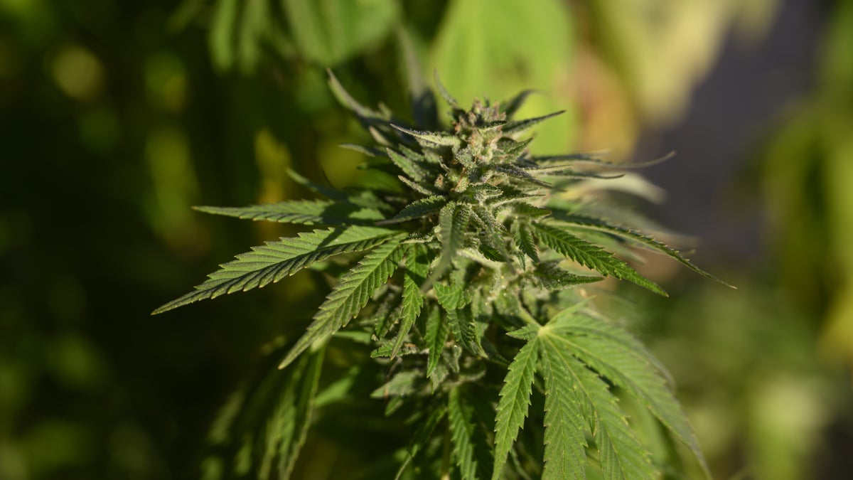 Hovrätten skärper straffen för cannabisodling utanför Helsingborg