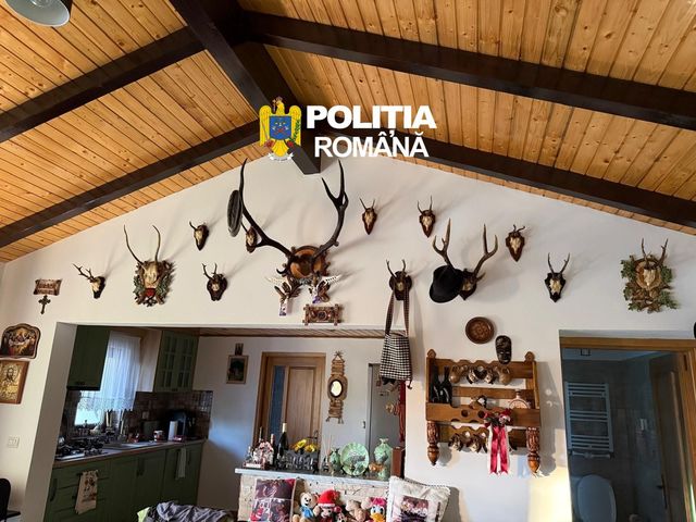 Descinderi masive în Suceava: rețea de braconaj și arme ilegale destructurată