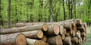 Pădurar din Dâmbovița, anchetat că a furat lemn prin falsificarea aplicației SUMAL