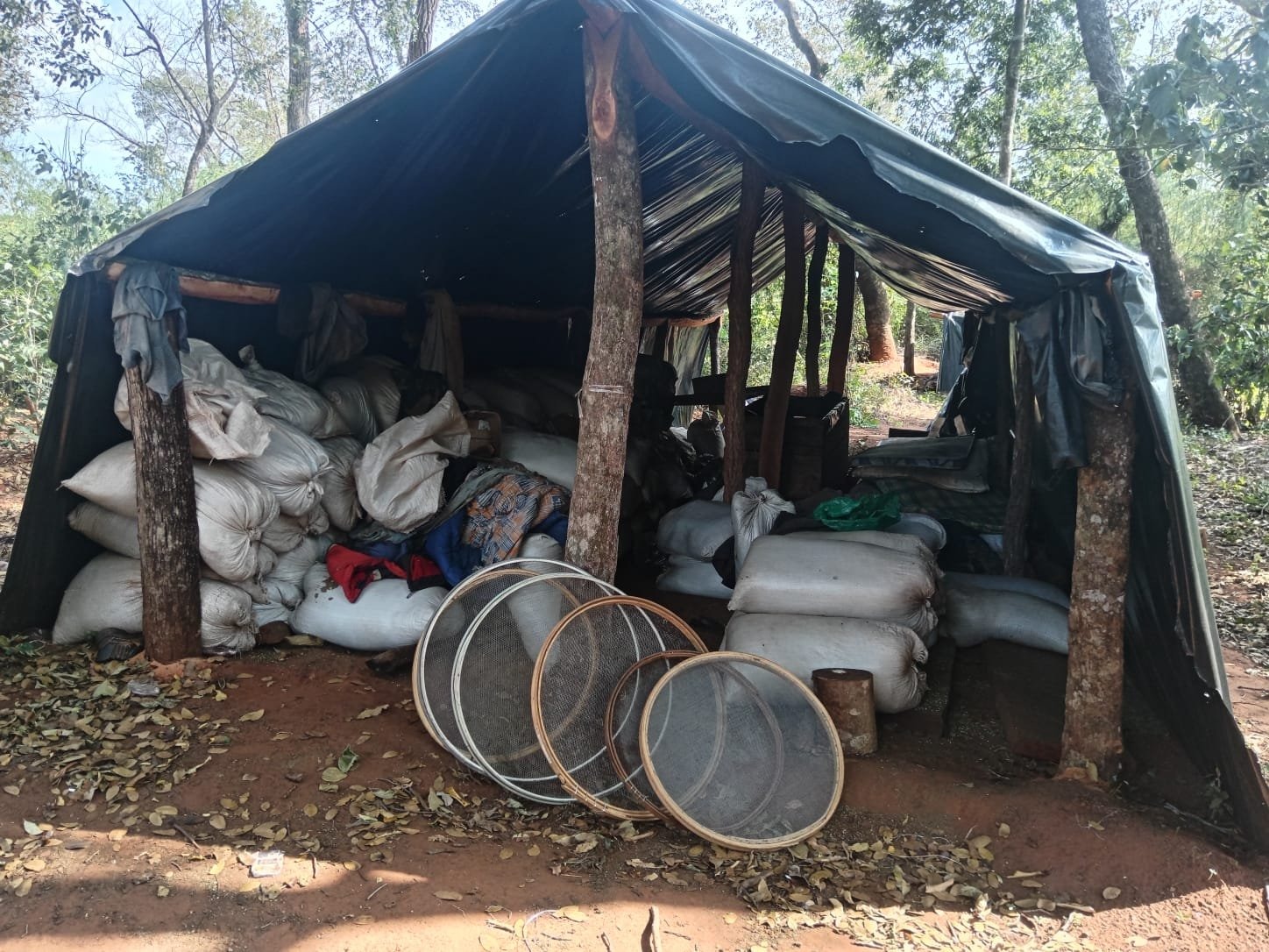 Operativo en Amambay destruye 22 campamentos y retira 160 toneladas de marihuana