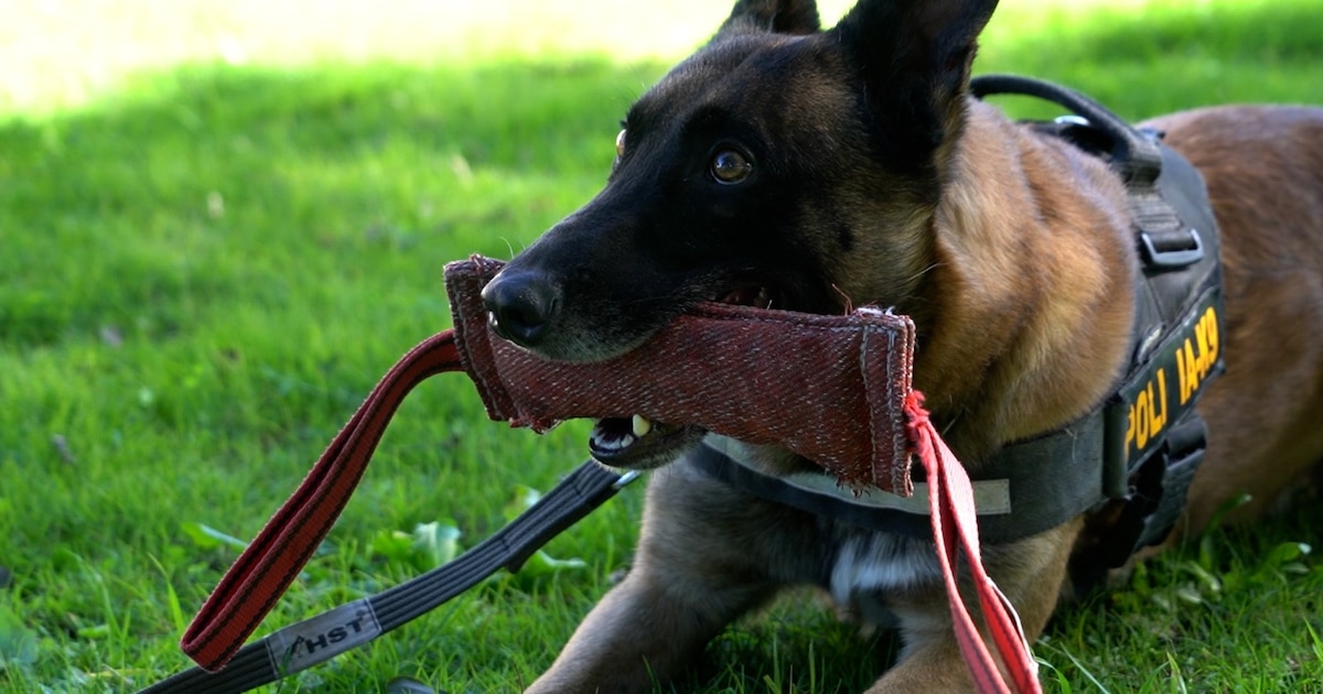 Drago, el malinois uruguayo que incautó 180 kg de pasta base y es clave en la lucha antidroga